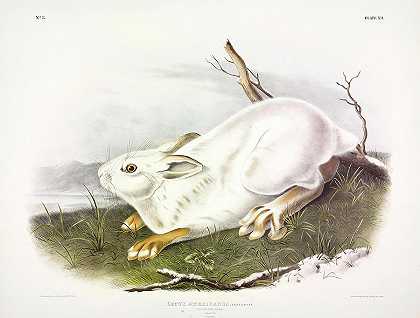 北方野兔，冬天`Northern Hare, winter by John James Audubon