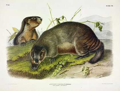 白土拨鼠，吹口哨的`Hoary Marmot, The Whistler by John James Audubon