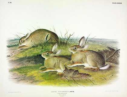 艾草兔`Wormwood Hare by John James Audubon