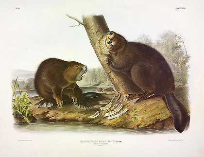 美洲河狸`American Beaver by John James Audubon
