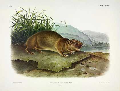 西维尔，海狸`Sewellel, beaver by John James Audubon