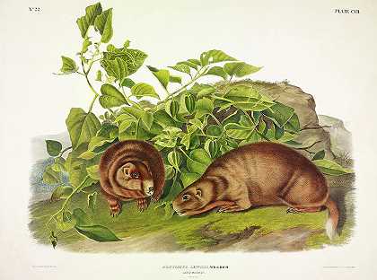 刘易斯旱獭`Lewis\’ Marmot by John James Audubon