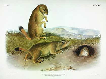 草原土拨鼠`Prairie Dog, Prairie Marmot-Squirrel by John James Audubon