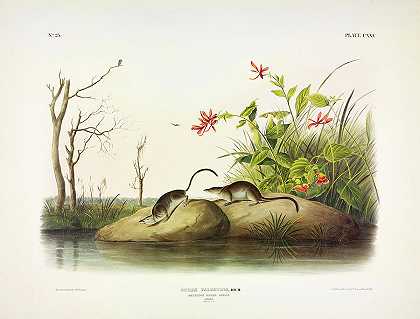 美国沼泽鼩`American Marsh-Shrew by John James Audubon