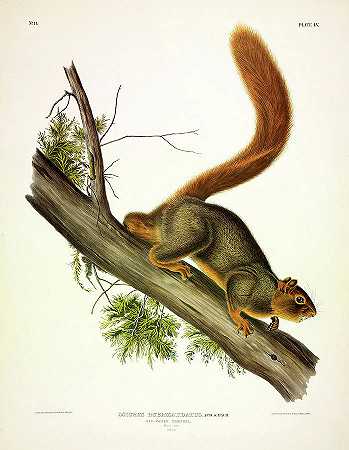 红尾松鼠`Red-tailed squirrel by John James Audubon