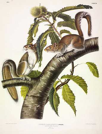卡罗莱纳灰松鼠`Carolina Grey Squirrel by John James Audubon