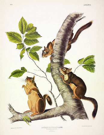 道格拉斯松鼠`Douglass\’s Squirrel by John James Audubon