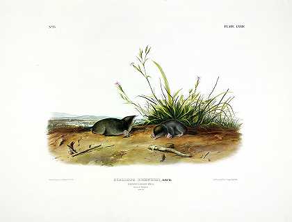 啤酒泼妇鼹鼠`Brewer\’s Shrew-Mole by John James Audubon