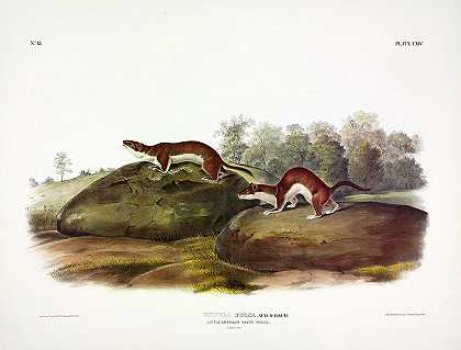 小黄鼠狼`Little Brown Weasel by John James Audubon