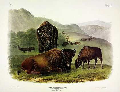 美洲野牛`American Bison by John James Audubon