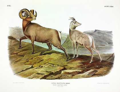 落基山羊`Rocky Mountain Sheep by John James Audubon