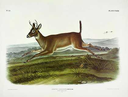长尾鹿`Long-tailed Deer by John James Audubon