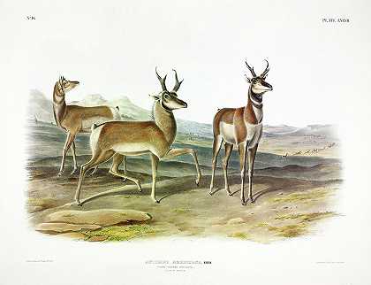 尖角羚羊`Prong-horned Antelope by John James Audubon