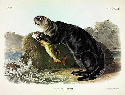 海獭`Sea Otter by John James Audubon