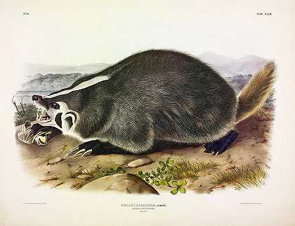美洲獾`American badger by John James Audubon