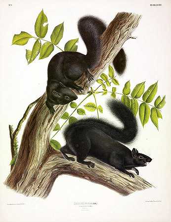 黑松鼠`Black Squirrel by John James Audubon