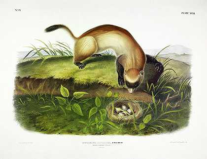 黑足雪貂`Black-footed Ferret by John James Audubon