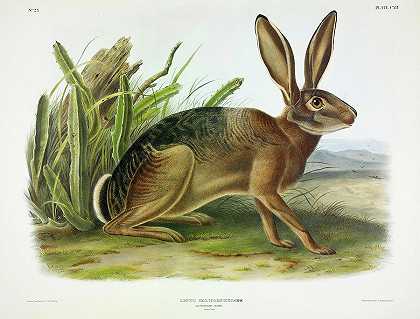 加州野兔`Californian Hare by John James Audubon