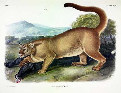 美洲狮`Puma by John James Audubon