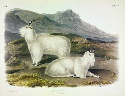 落基山山羊`Rocky Mountain Goat by John James Audubon