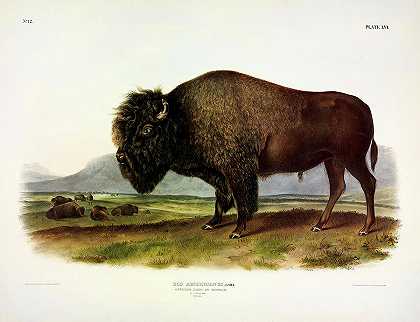 美洲野牛，或水牛，雄性`American Bison, or Buffalo, male by John James Audubon