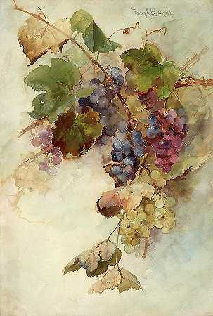 葡萄藤`A vine of grapes by Franz Arthur Bischoff