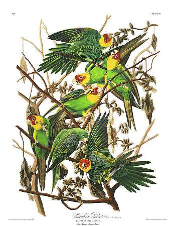 卡罗莱纳鹦鹉`Carolina Parrot by John James Audubon
