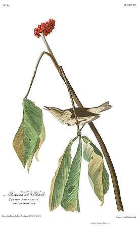 路易斯安那水鸫`Louisiana Water Thrush by John James Audubon