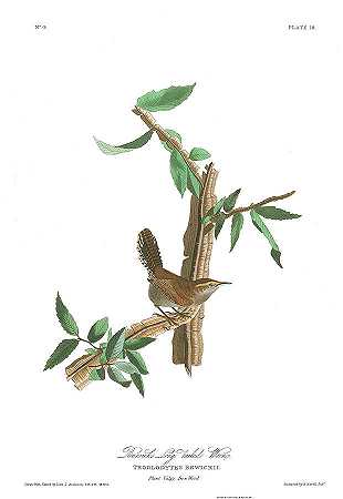 比威克长尾鹪鹩`Bewick\’s Long tailed Wren by James Audubon