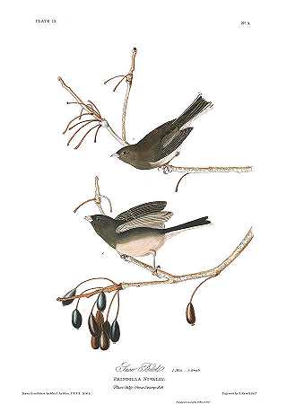 雪鸟`Snow Bird by John James Audubon