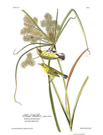 草原林莺`Prairie Warbler by John James Audubon