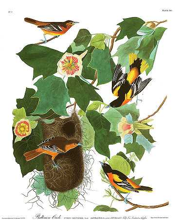巴尔的摩黄鹂`Baltimore Oriole by John James Audubon