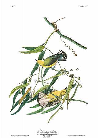 前角莺`Prothronolary Warbler by John James Audubon