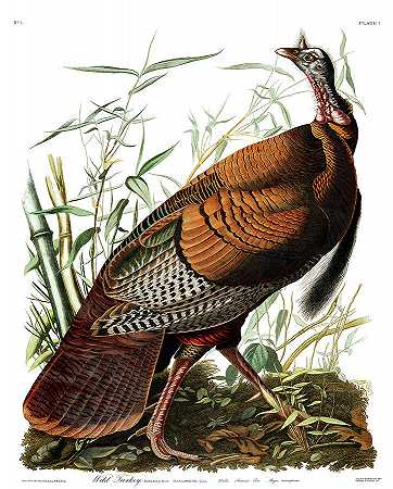 野火鸡威士忌`Wild Turkey by John James Audubon