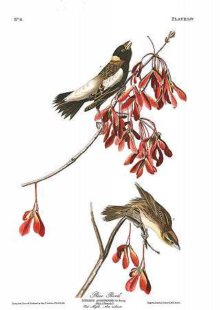 米鸟`Rice Bird by John James Audubon