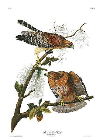 红肩鹰`Red-sholdered Hawk by John James Audubon
