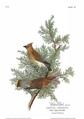 雪松鸟` Cedar Bird by John James Audubon