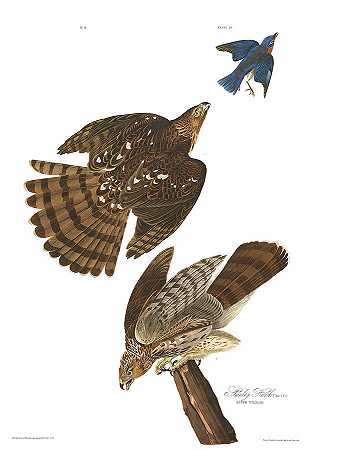 斯坦利·霍克`Stanley Hawk by John James Audubon
