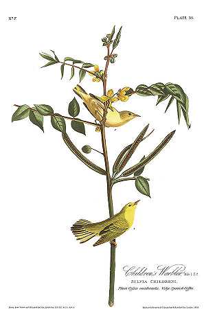 儿童莺`Children\’s Warbler by John James Audubon