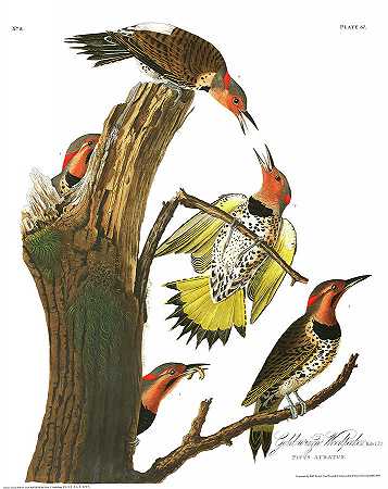 金翅啄木鸟`Gold-Winged Woodpecker by John James Audubon