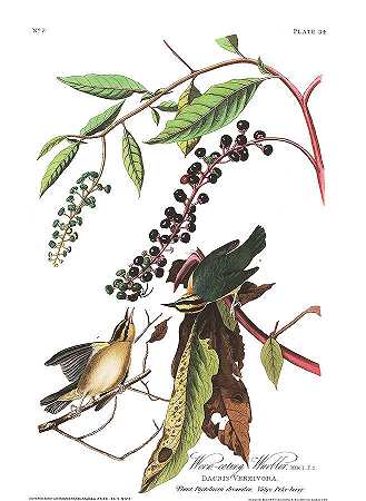 食虫莺`Worm-eating Warbler by John James Audubon