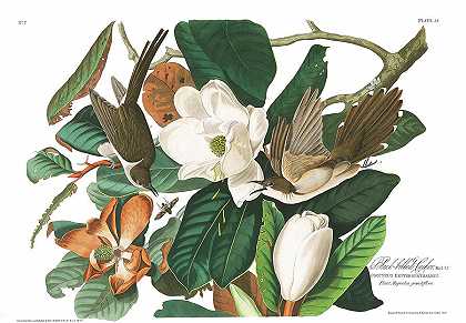 黑嘴杜鹃`Black billed Cuckoo by John James Audubon