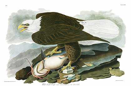 白头鹰`White-headed Eagle by John James Audubon