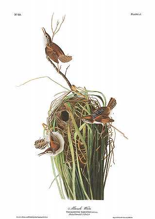长嘴沼泽鹪鹩`Marsh Wren by John James Audubon