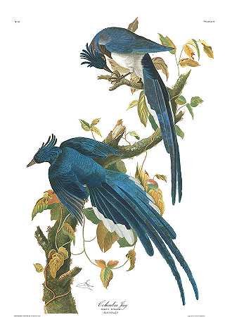 哥伦比亚杰伊`Columbia Jay by John James Audubon