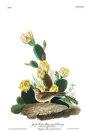 草雀`Grass Finch or Bay-winged Bunting by John James Audubon