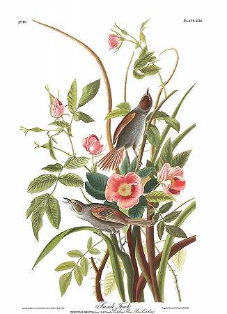海滨雀`Seaside Finch by John James Audubon