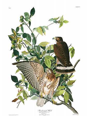 宽翼鹰`Broad-winged Hawk by John James Audubon