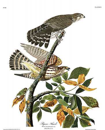 鸽子鹰`Pigeon Hawk by John James Audubon