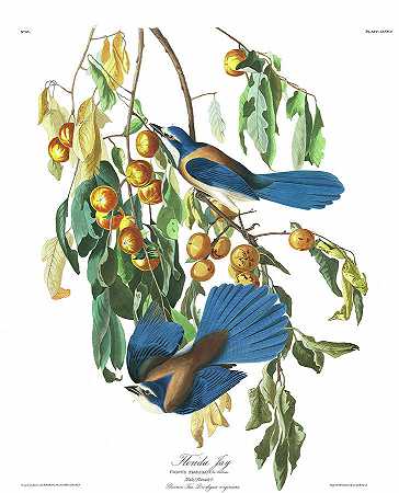 佛罗里达州杰伊`Florida Jay by John James Audubon